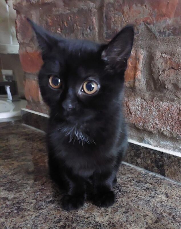 British Shorthair kittens for sale in Ashton-under-Lyne, Greater Manchester – 3 months old - Image 3 of 4