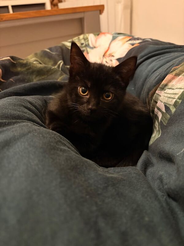 Black Shorthair for rehome for sale in Truro, Cornwall