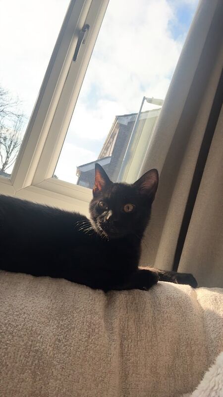 Black Shorthair for rehome for sale in Truro, Cornwall | Image 2
