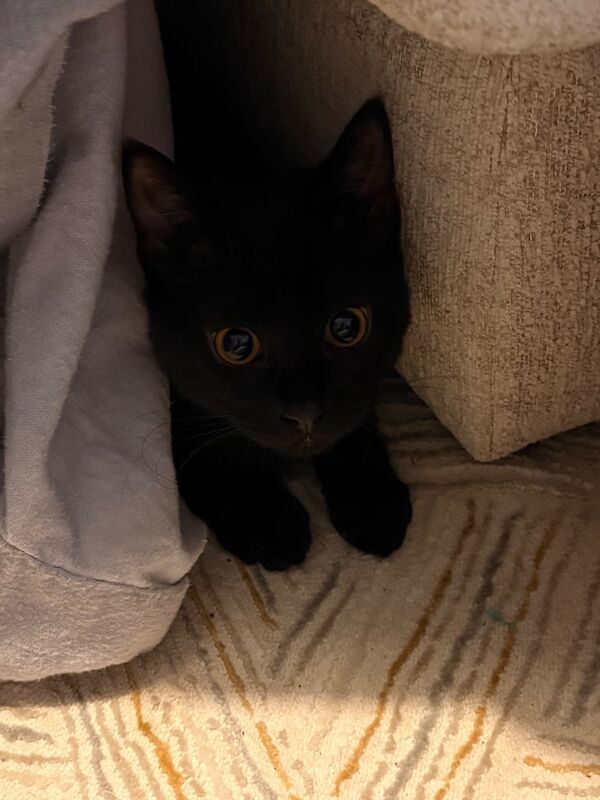 Black Shorthair for rehome for sale in Truro, Cornwall | Image 3