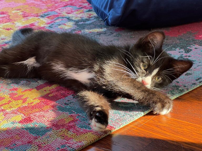 British Shorthair kittens for sale in East Dunbartonshire – 3 months old - Image 3 of 3