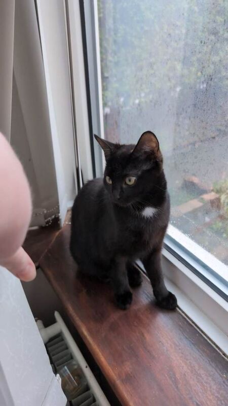 British Shorthair Kittens For Sale Under £300