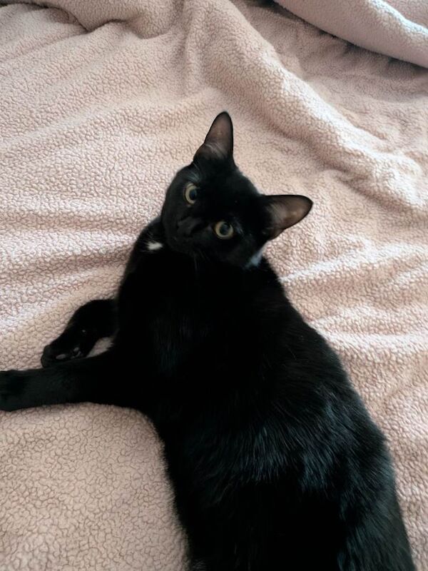 Black shorthaired kitten - Image 2 of 4
