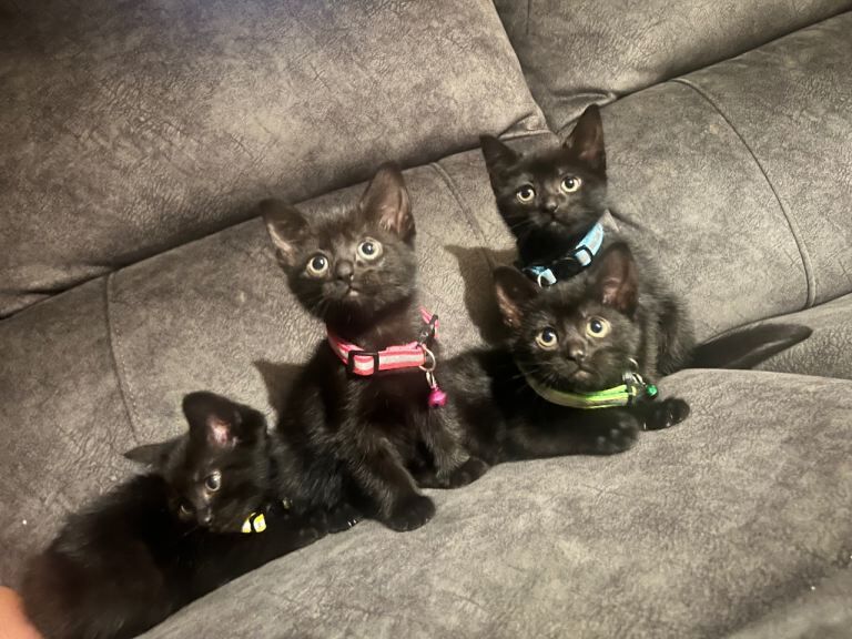 Black tabby kittens