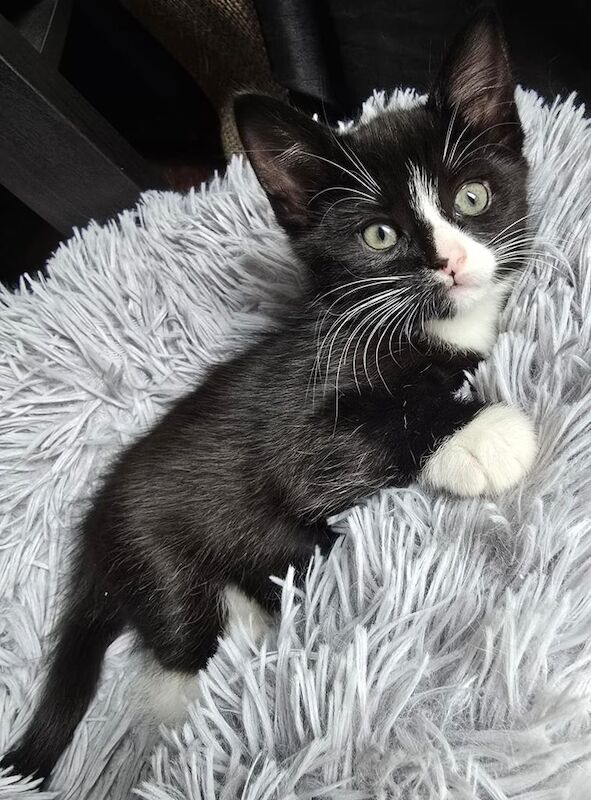 British Shorthair kittens for sale in Dagenham, Greater London – 3 months old
