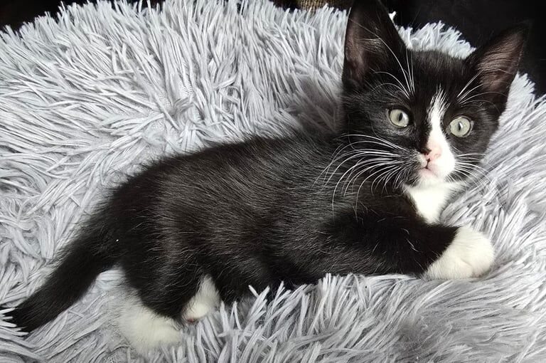 British Shorthair kittens for sale in Dagenham, Greater London – 3 months old - Image 2 of 3