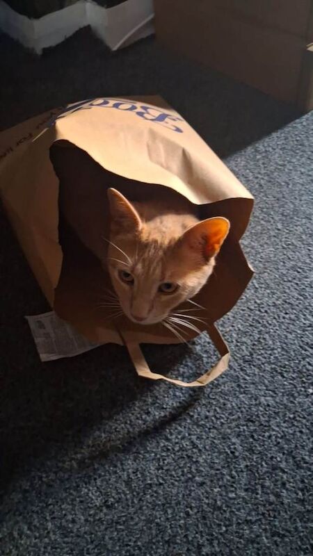 Blond cat £50 - Image 2 of 4