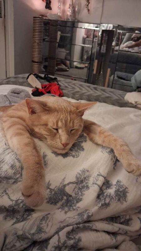 Blond cat £50 - Image 3 of 4