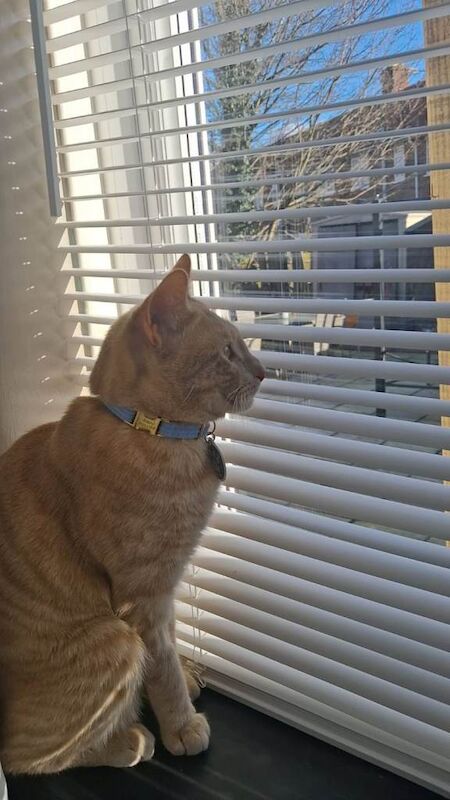 Blond cat £50 - Image 4 of 4