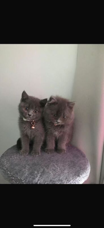 Blue British short hair kitten for sale in Orpington, Greater London