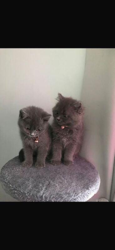 British Shorthair kittens for sale in Orpington, Greater London – 10 months old - Image 2 of 3