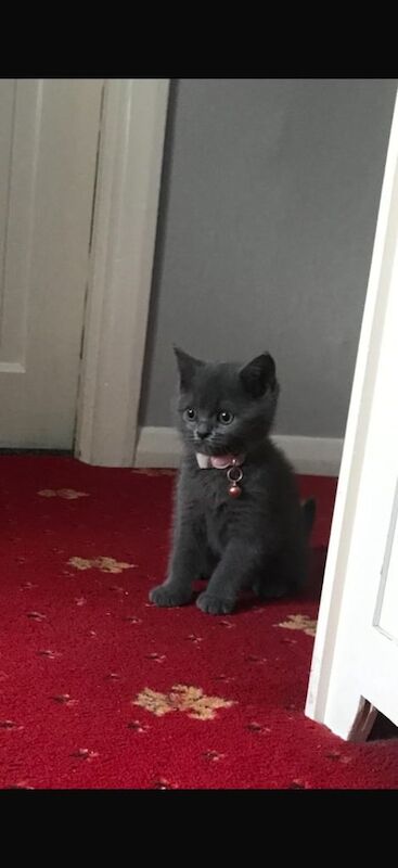 British Shorthair kittens for sale in Orpington, Greater London – 10 months old - Image 3 of 3