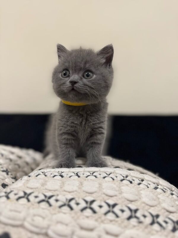 British Shorthair kittens for sale in New Milton, Hampshire – 9 weeks old