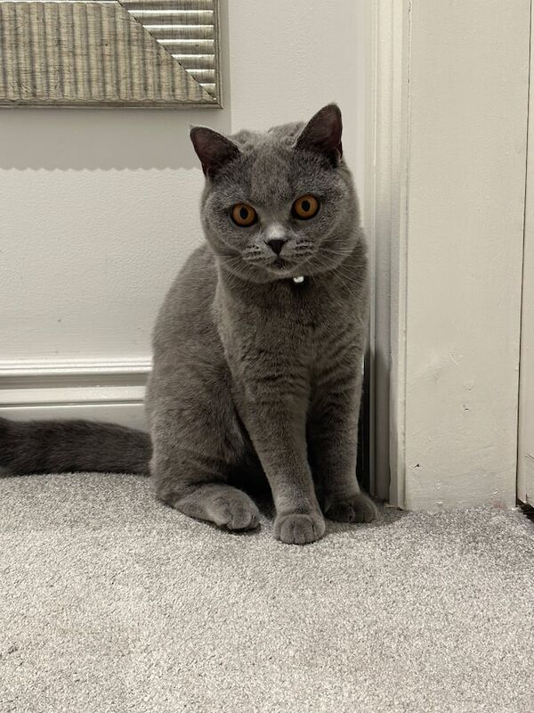 British Shorthair kittens for sale in Iver, Buckinghamshire – 1 year old