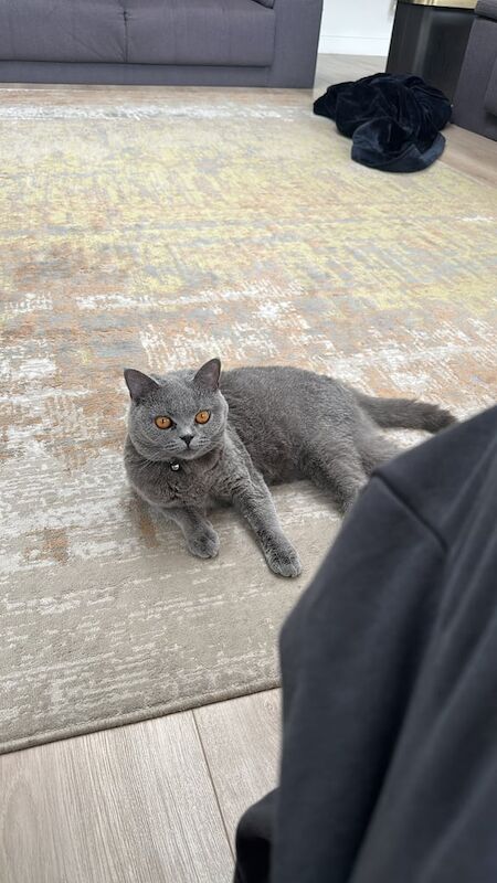 British Shorthair kittens for sale in Iver, Buckinghamshire – 1 year old - Image 2 of 2