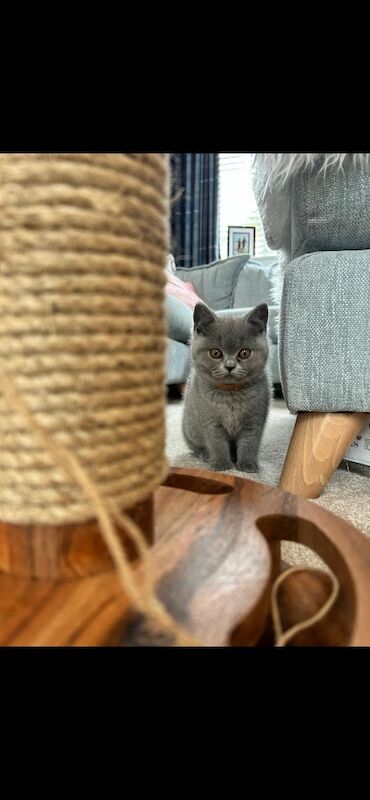 Blue British shorthair