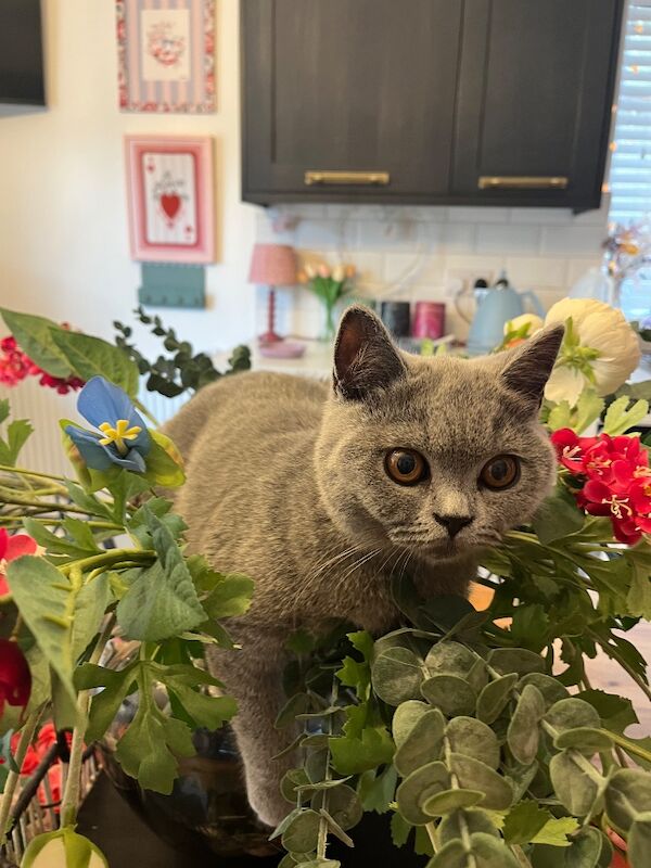 Blue British shorthair female kitten