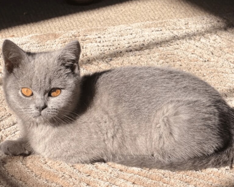 British Shorthair Kittens For Sale