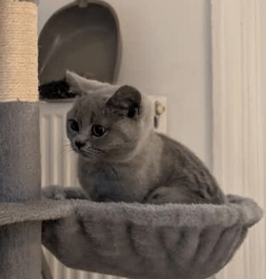 Blue British shorthair GCCF Registered Pedigree - Image 2 of 2