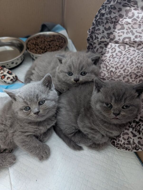 Blue British Shorthair kittens for sale in Burton upon Trent, Staffordshire | Image 2
