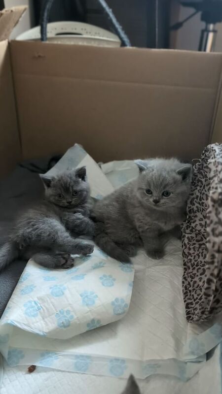 Blue British Shorthair kittens for sale in Burton upon Trent, Staffordshire | Image 3