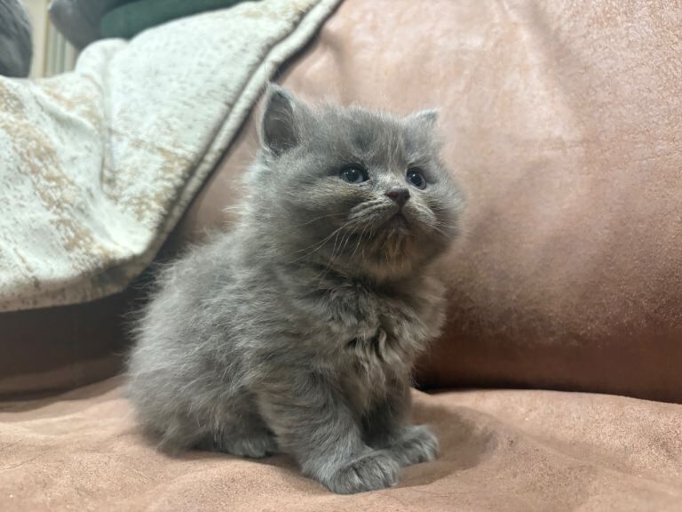 British Shorthair Kittens For Sale