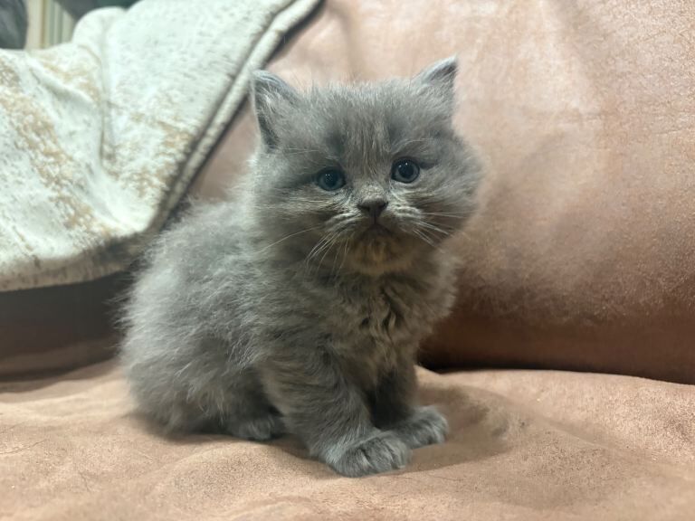 Blue British Shorthair x Ragdoll - Image 2 of 4