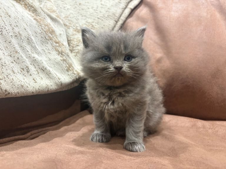 Blue British Shorthair x Ragdoll - Image 3 of 4