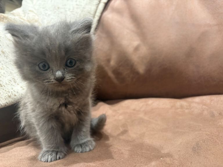 Blue British Shorthair x Ragdoll - Image 4 of 4