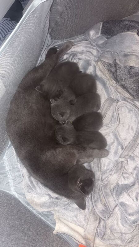 British Shorthair kittens for sale in Stratford, London – 3 weeks old