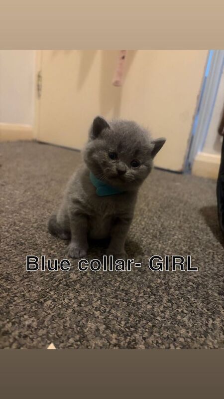 British Shorthair kittens for sale in Stratford, London – 3 weeks old - Image 2 of 5