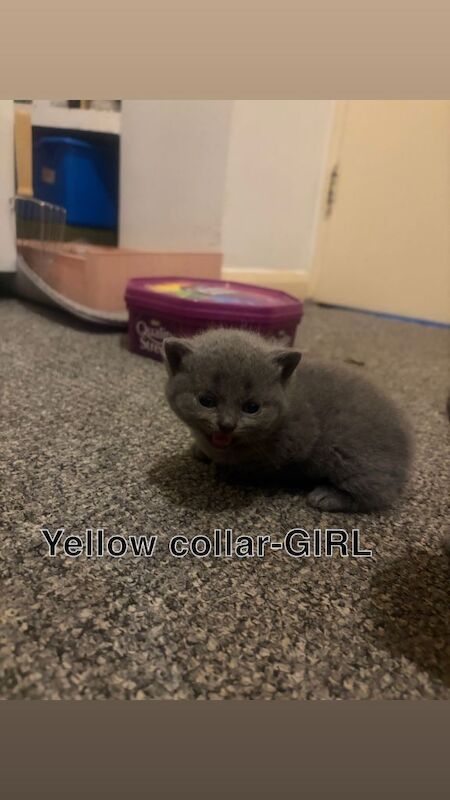 British Shorthair kittens for sale in Stratford, London – 3 weeks old - Image 3 of 5