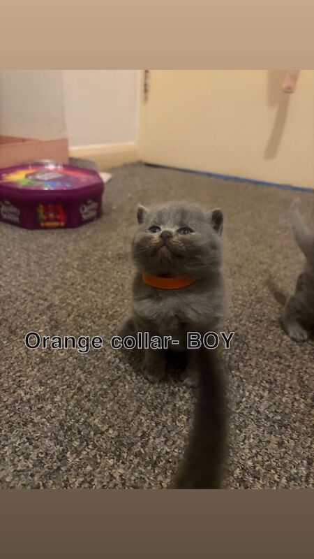 British Shorthair kittens for sale in Stratford, London – 3 weeks old - Image 4 of 5