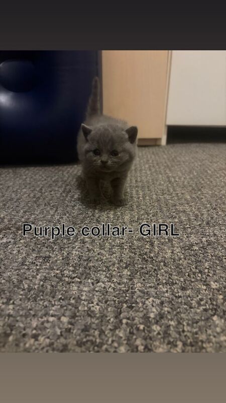British Shorthair kittens for sale in Stratford, London – 3 weeks old - Image 5 of 5