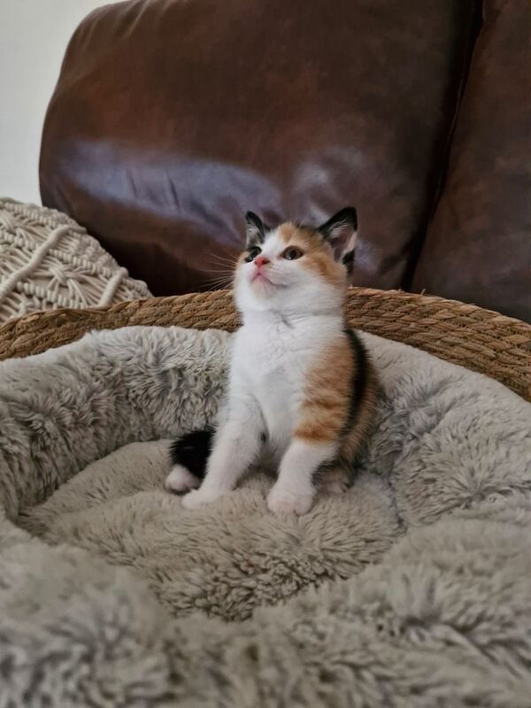 British Shorthair kittens for sale in Pontypridd, Mid Glamorgan – 7 weeks old
