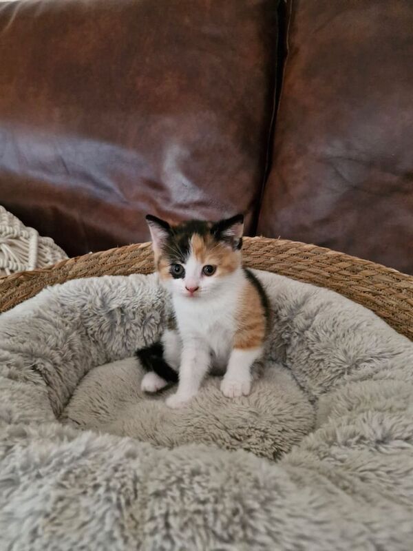 British Shorthair kittens for sale in Pontypridd, Mid Glamorgan – 7 weeks old - Image 2 of 3