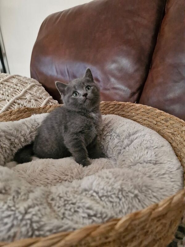 British Shorthair kittens for sale in Pontypridd, Mid Glamorgan – 7 weeks old - Image 3 of 3