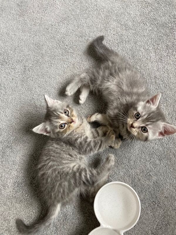 British Shorthair kittens for sale in Bridgwater, Somerset – 9 weeks old