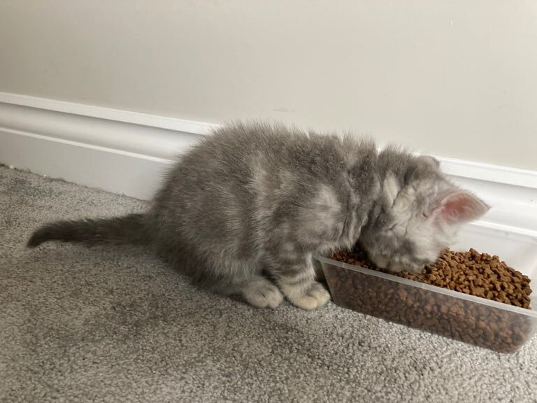 British Shorthair kittens for sale in Bridgwater, Somerset – 9 weeks old - Image 2 of 3