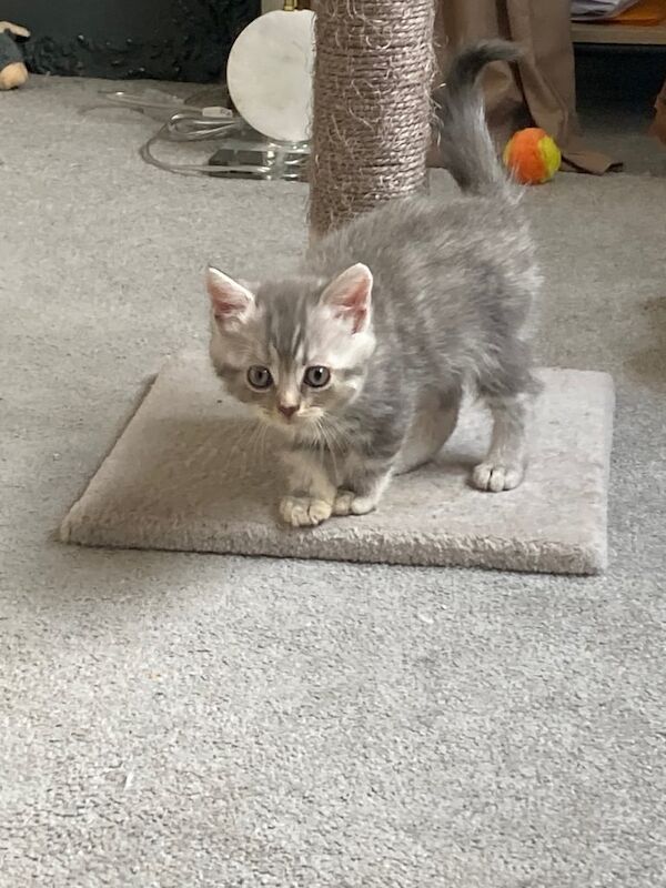 British Shorthair kittens for sale in Bridgwater, Somerset – 9 weeks old - Image 3 of 3