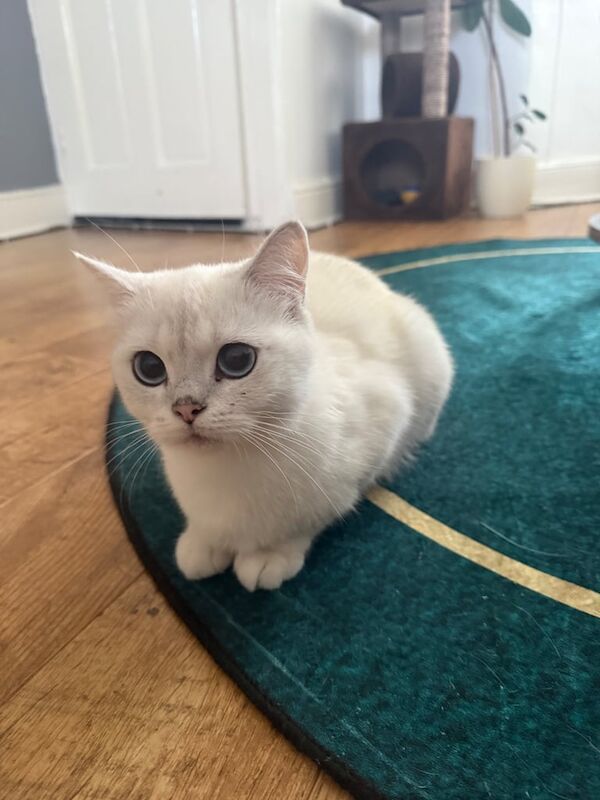 British Shorthair kittens for sale in Plaistow, Greater London – 1 year old
