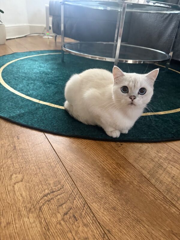 British Shorthair kittens for sale in Plaistow, Greater London – 1 year old - Image 2 of 3