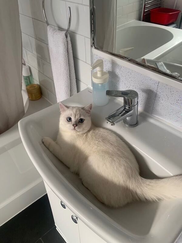 British Shorthair kittens for sale in Plaistow, Greater London – 1 year old - Image 3 of 3
