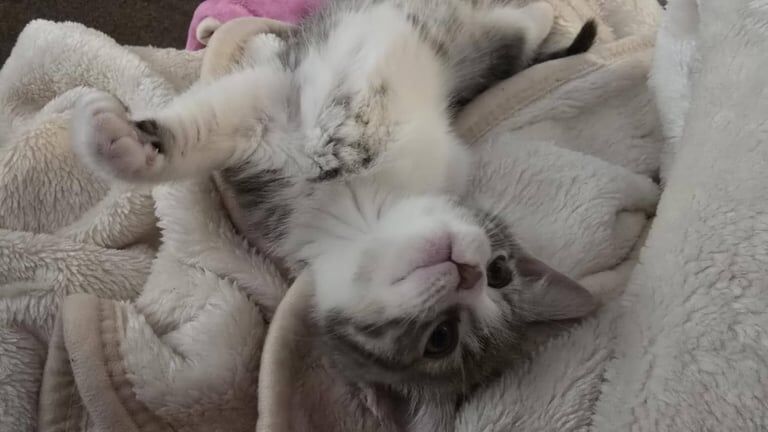 Blue Grey British Short Hair Kitten LAST ONE for sale in Milton Keynes, Buckinghamshire