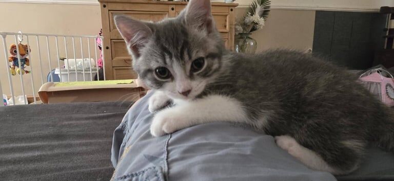 Blue Grey British Short Hair Kitten LAST ONE for sale in Milton Keynes, Buckinghamshire | Image 2