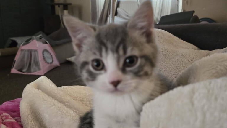 Blue Grey British Short Hair Kitten LAST ONE for sale in Milton Keynes, Buckinghamshire | Image 3
