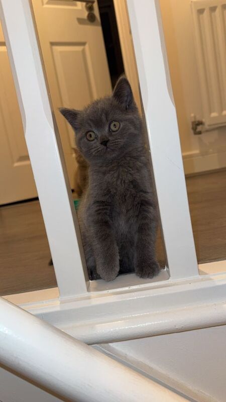 British Shorthair kittens for sale in Oldham, Greater Manchester – 11 weeks old