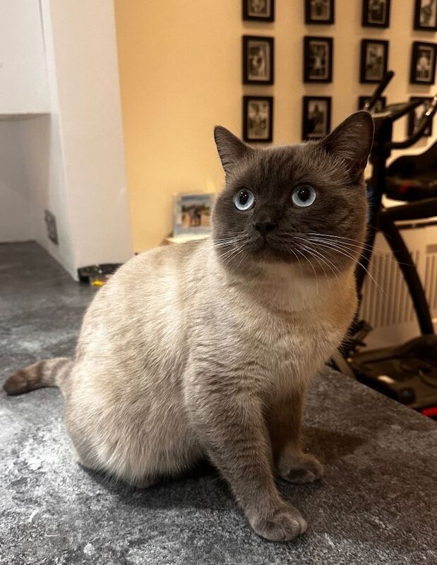 British Shorthair kittens for sale in Kingshurst, West Midlands – 1 year old - Image 2 of 4