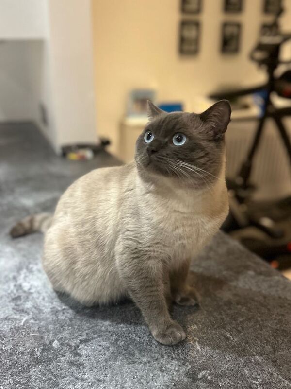 British Shorthair kittens for sale in Kingshurst, West Midlands – 1 year old - Image 3 of 4