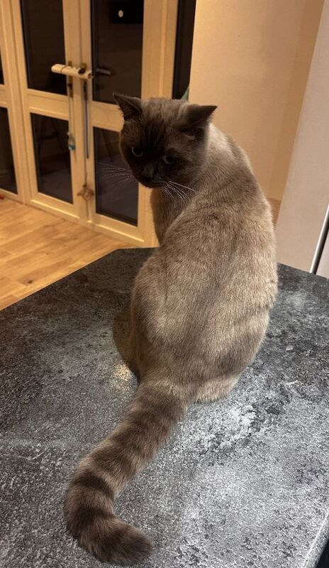 British Shorthair kittens for sale in Kingshurst, West Midlands – 1 year old - Image 4 of 4